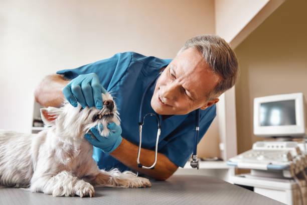 Best Emergency Treatment for Oral Infections in Forest Acres, SC